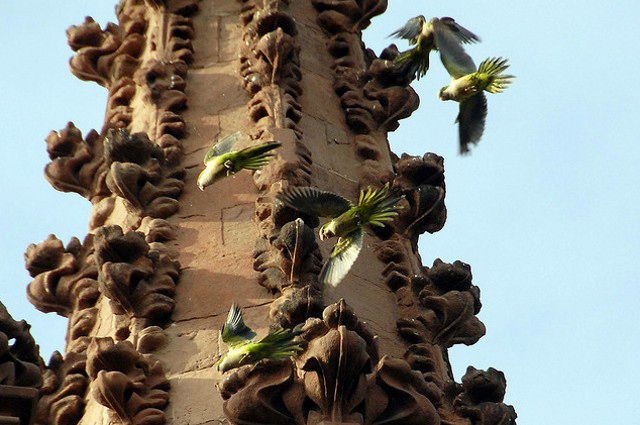 Monk parakeets flying around Greenwood Cemetery